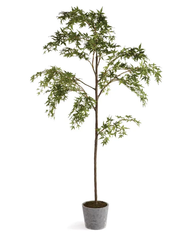Potted Maple Tree Kathy Kuo Home