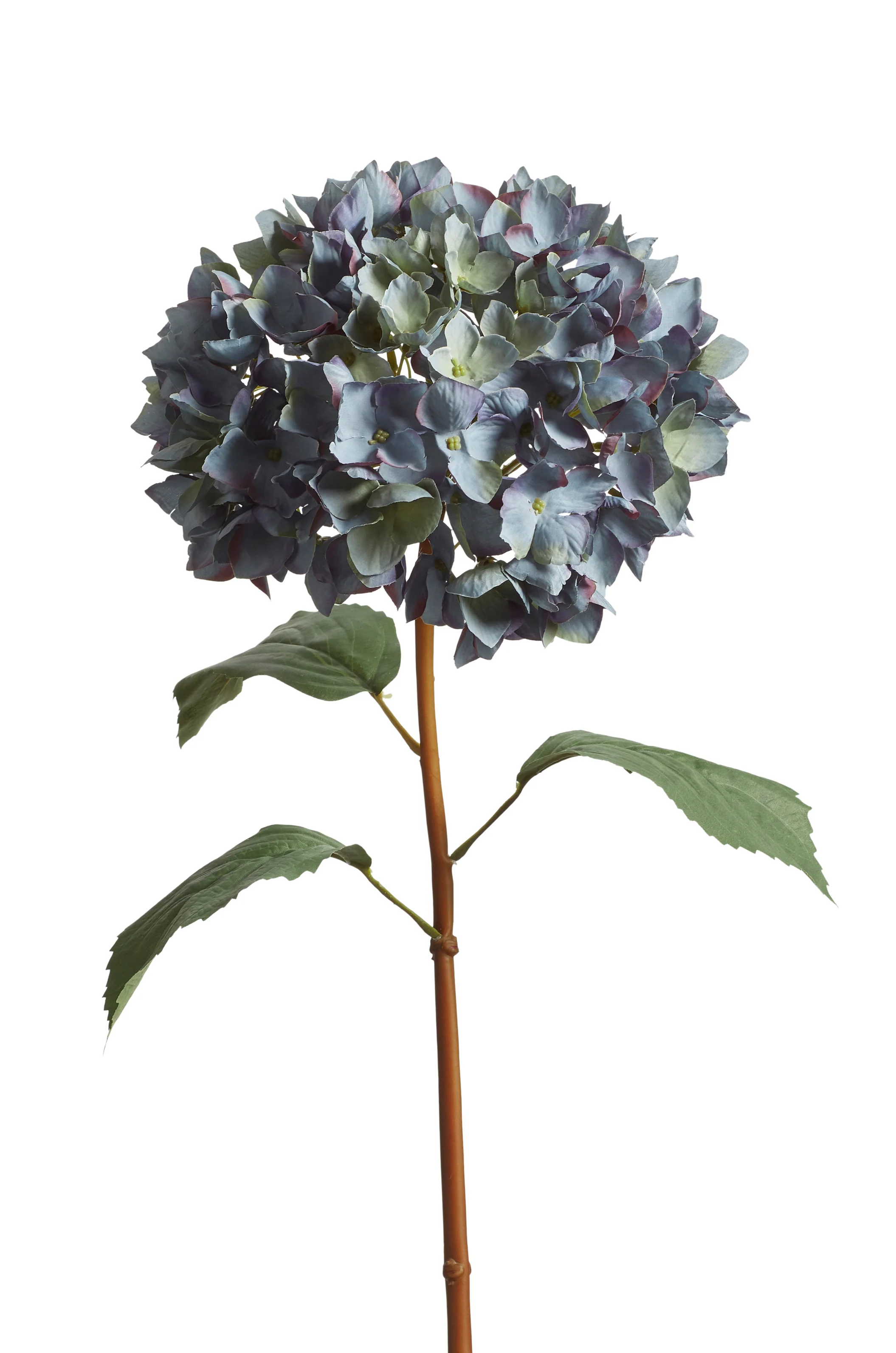 mophead hydrangea stem blue a23116 1 10 1042 12 01