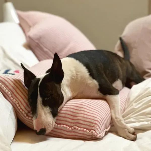 Square Cushion with Feather Fill - Pink, Linen