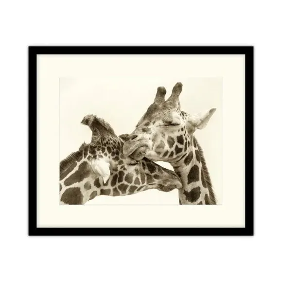 Framed Print Giraffes - Black, Glass