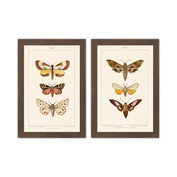 Set of 2 Moth Framed Prints - Brown, Walnut