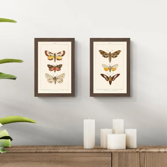 Set of 2 Moth Framed Prints - Brown, Walnut image