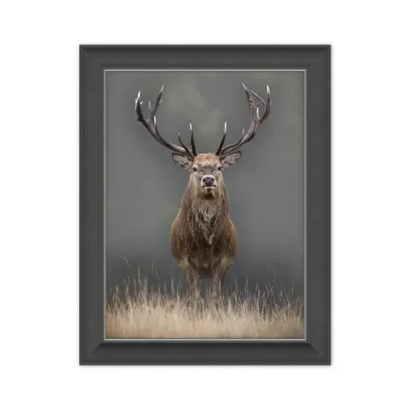 Stag Framed Print - Grey Frame