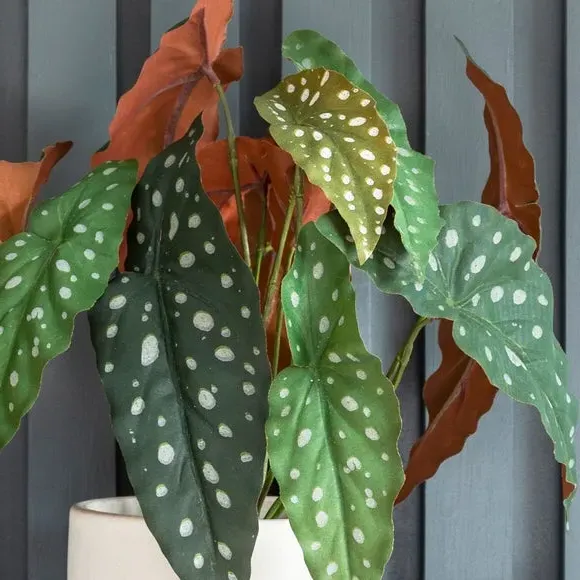 Artificial Polka Dot Begonia Plant - Green