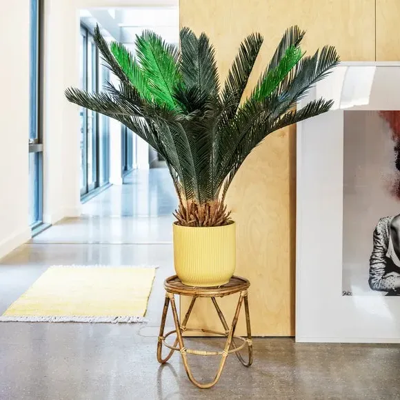 Artificial Sago Palm Plant - Green image