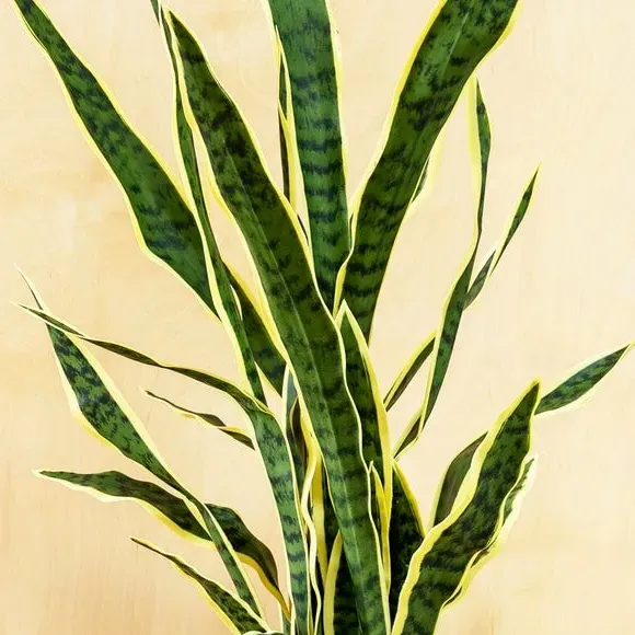 Artificial Snake Plant - Green