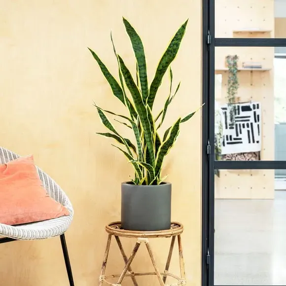 Artificial Snake Plant - Green image