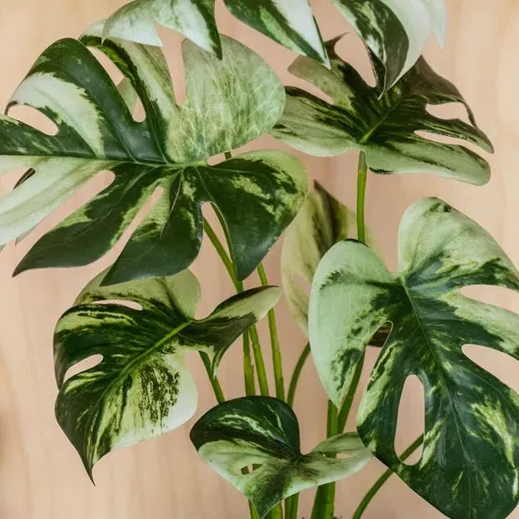 Artificial Variegated Monstera Plant - Green
