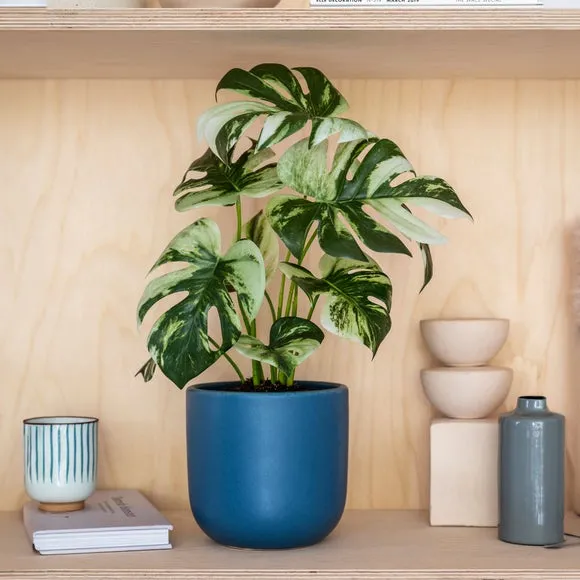 Artificial Variegated Monstera Plant - Green image