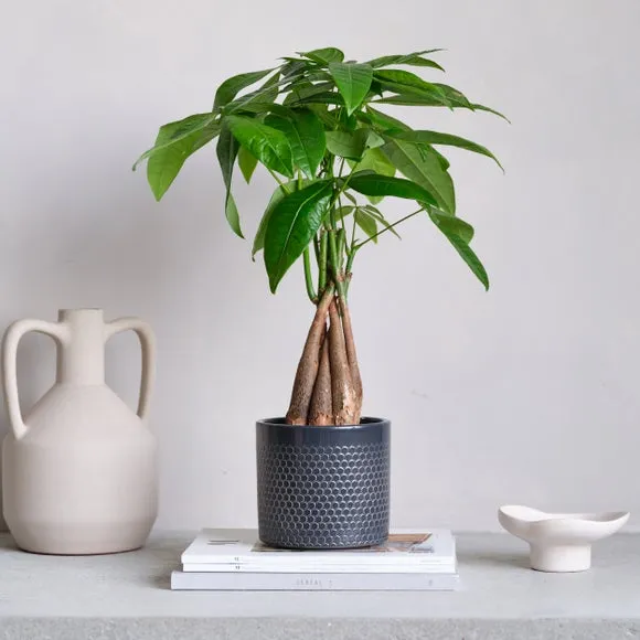 Geometric Plant Pot with Glazed Finish - Black, Ceramic image