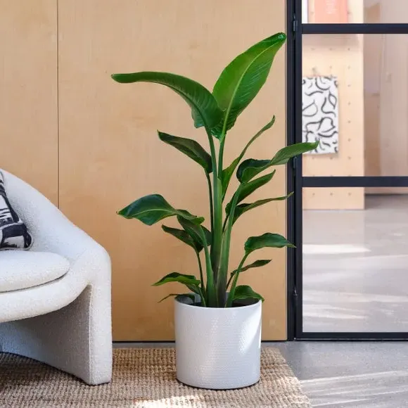Geometric Plant Pot with Glazed Finish - White, Ceramic