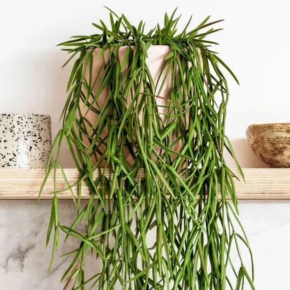 Hanging Hoya Linearis Plant - Green, Artificial