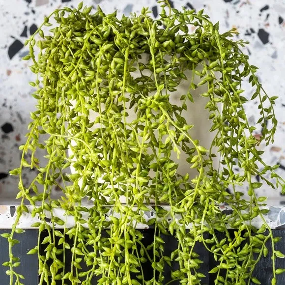 Hanging String of Pearls Plant - Green, Artificial