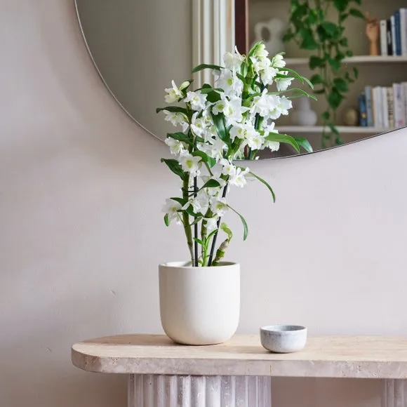 Plant Pot with Glazed Finish - Oyster, Ceramic