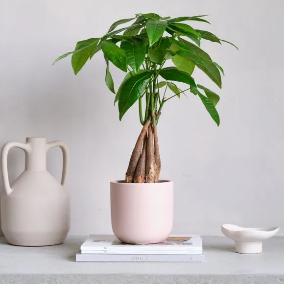 Plant Pot with Glazed Finish - Pink, Ceramic