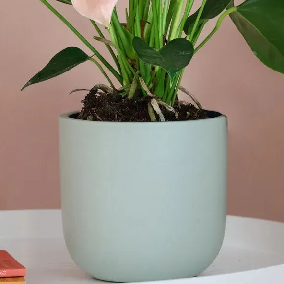 Plant Pot with Glazed Finish - Pistachio, Ceramic