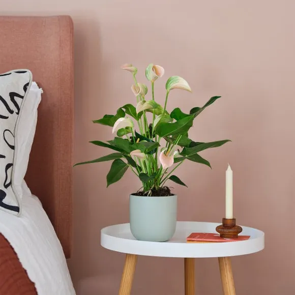 Plant Pot with Glazed Finish - Pistachio, Ceramic