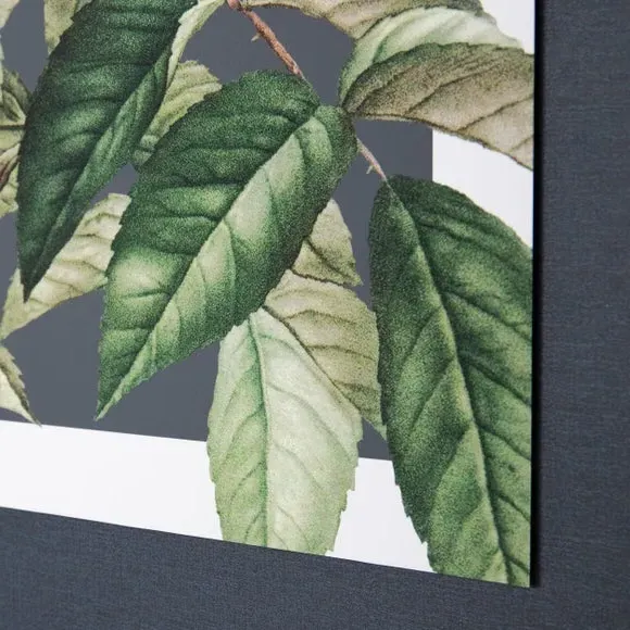 Framed Canvas Print Rosa Moschata - Green