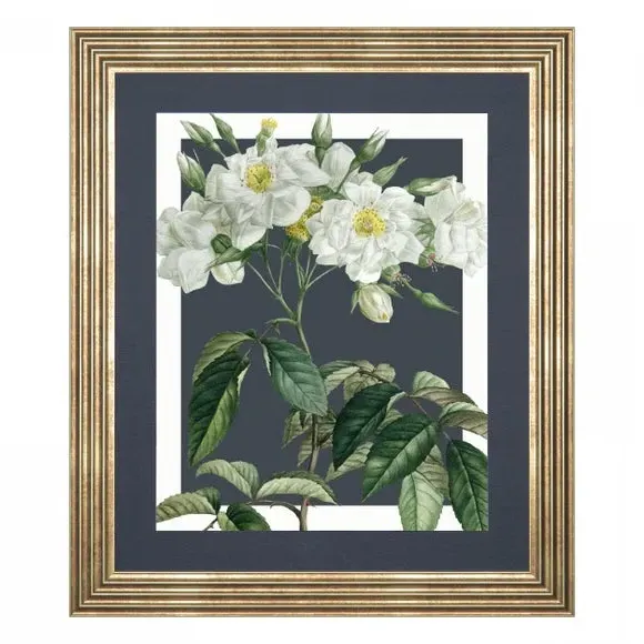 Framed Canvas Print Rosa Moschata - Green