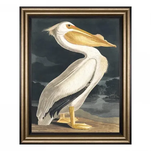 Framed Canvas Wall Art - White Pelican Print