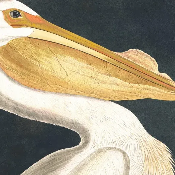 Framed Canvas Wall Art - White Pelican Print