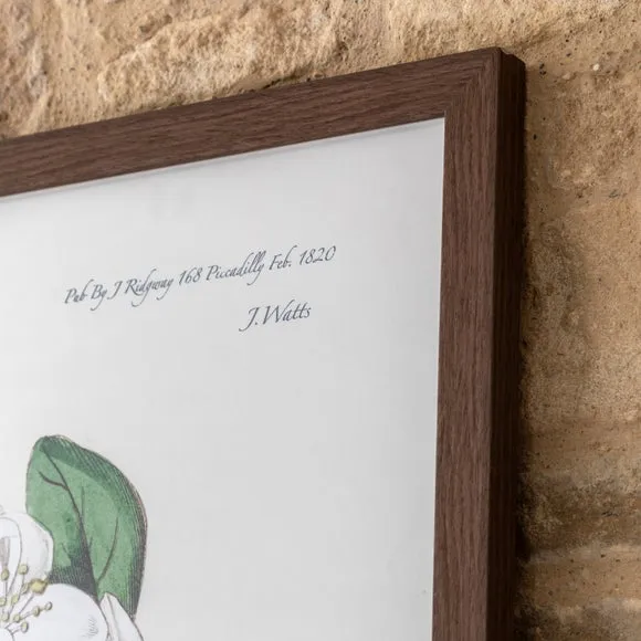 Framed Print Botanical Art - Green, Paper