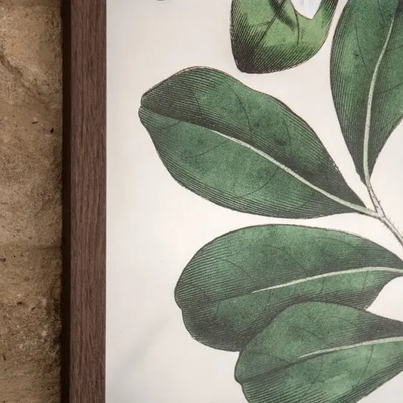Framed Print Botanical Art - Green, Paper