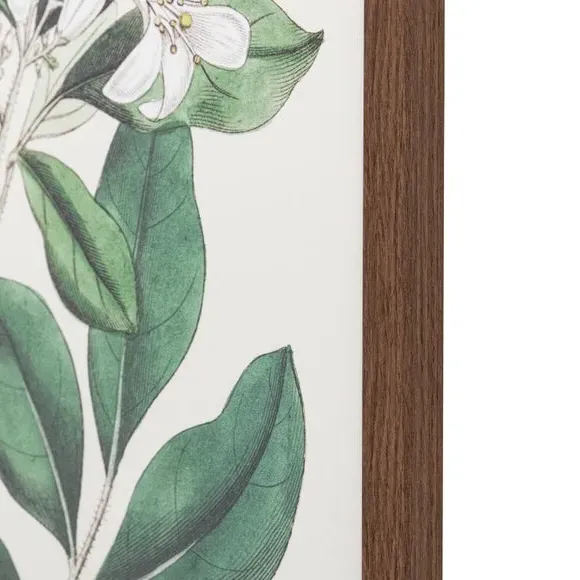 Framed Print Botanical Art - Green, Paper