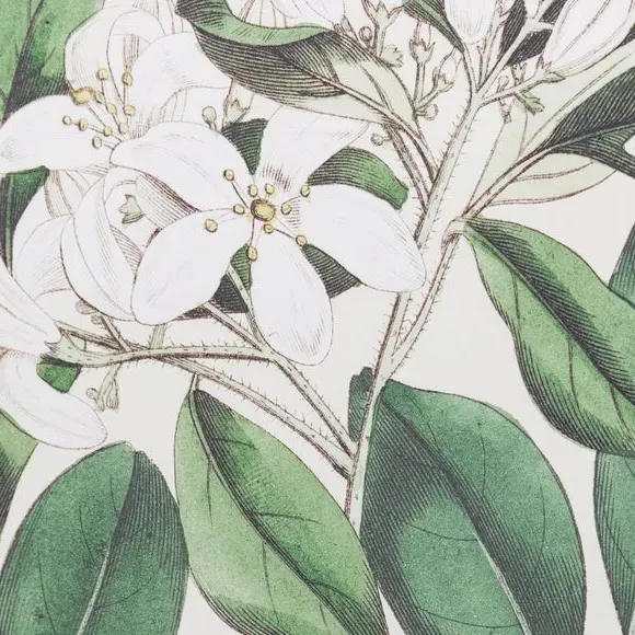Framed Print Botanical Art - Green, Paper