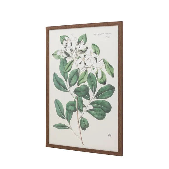 Framed Print Botanical Art - Green, Paper