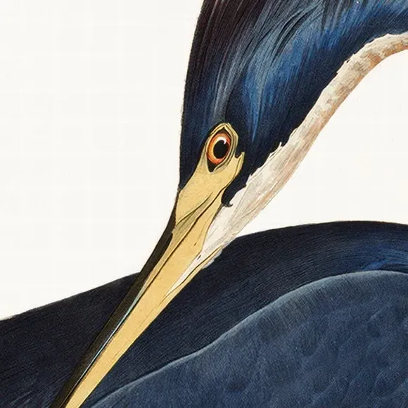 Framed Print Louisiana Heron - Blue