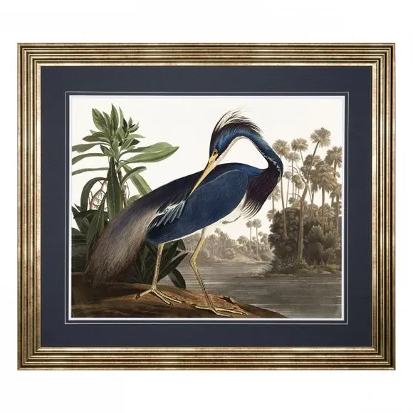 Framed Print Louisiana Heron - Blue