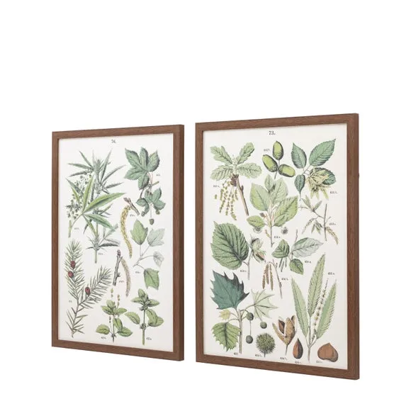 Set of 2 Framed Prints Botanical - Green