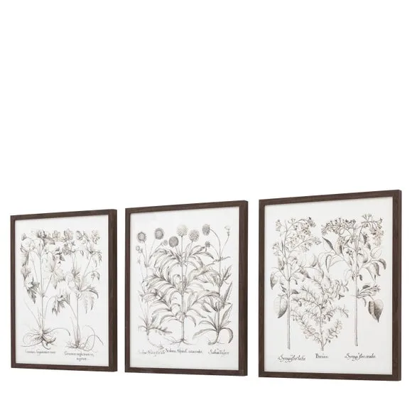 Set of 3 Framed Prints Botanical - Black, Wood