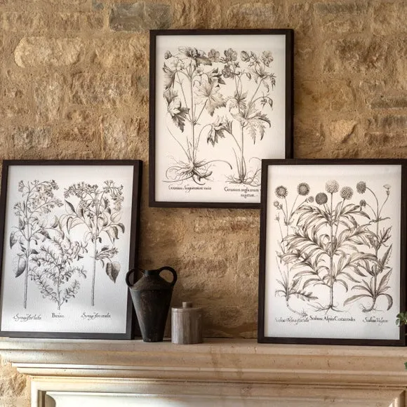 Set of 3 Framed Prints Botanical - Black, Wood image