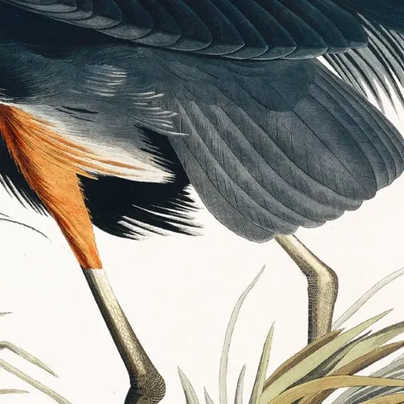 Small Framed Print with Heron Art - Multicolor