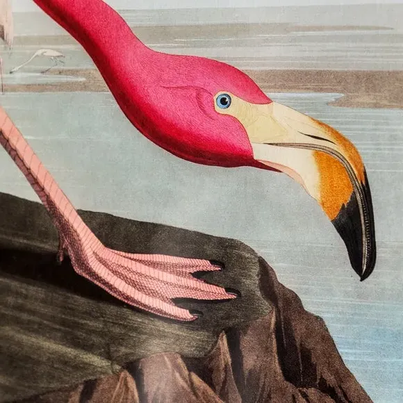 Wading Flamingo Framed Print - Pink
