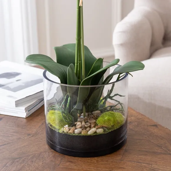 Artificial Orchid Plant - Cream, Glass Pot