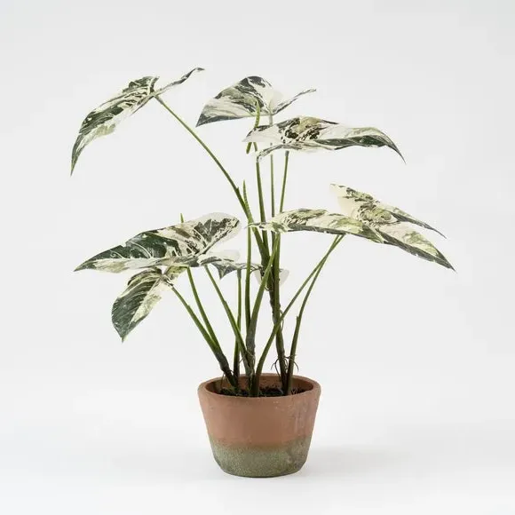 Artificial Alocasia Plant - Green, Cement Pot