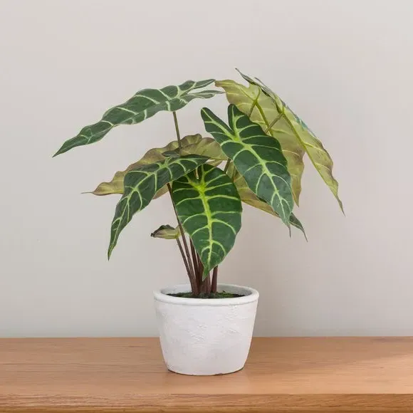 Artificial Alocasia Plant - Green, Cement Pot