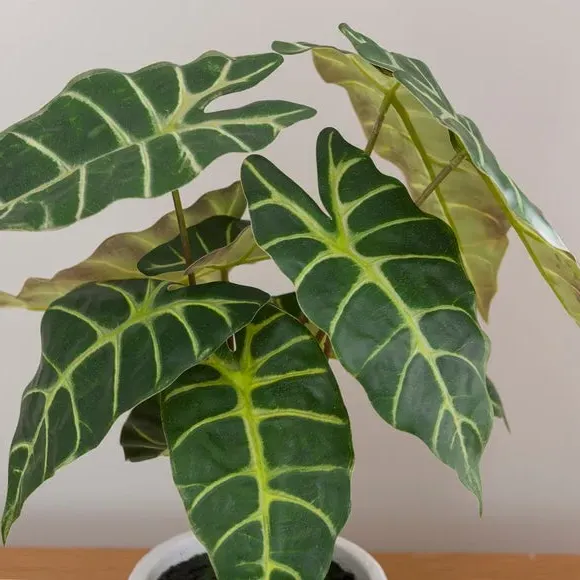 Artificial Alocasia Plant - Green, Cement Pot