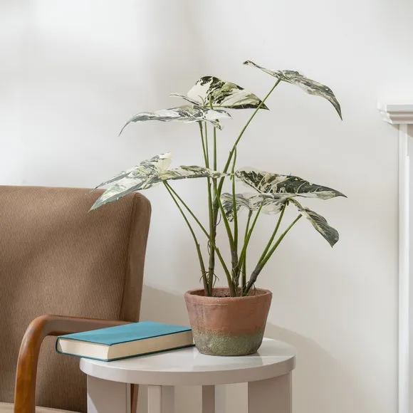 Artificial Alocasia Plant - Green, Cement Pot