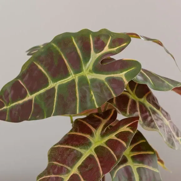 Artificial Alocasia Plant - Purple, Cement Pot