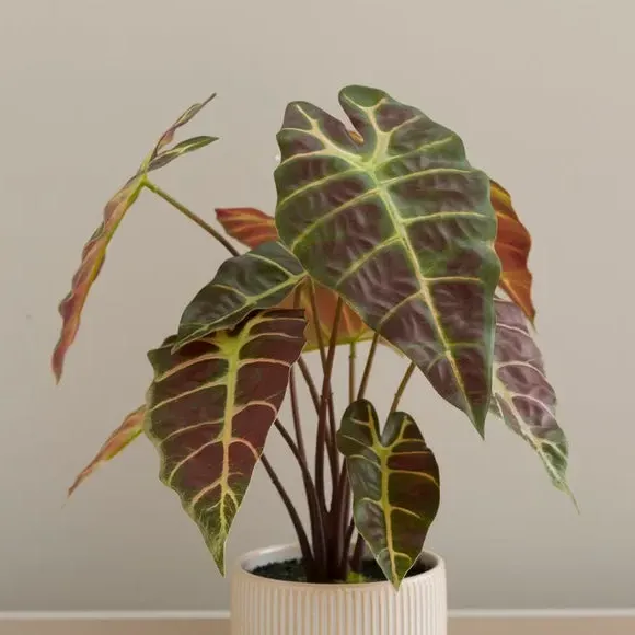 Artificial Alocasia Plant - Purple, Ceramic Pot