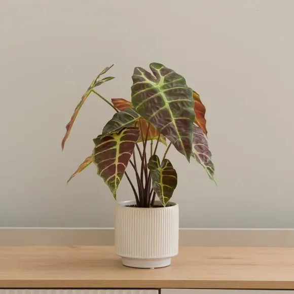 Artificial Alocasia Plant - Purple, Ceramic Pot