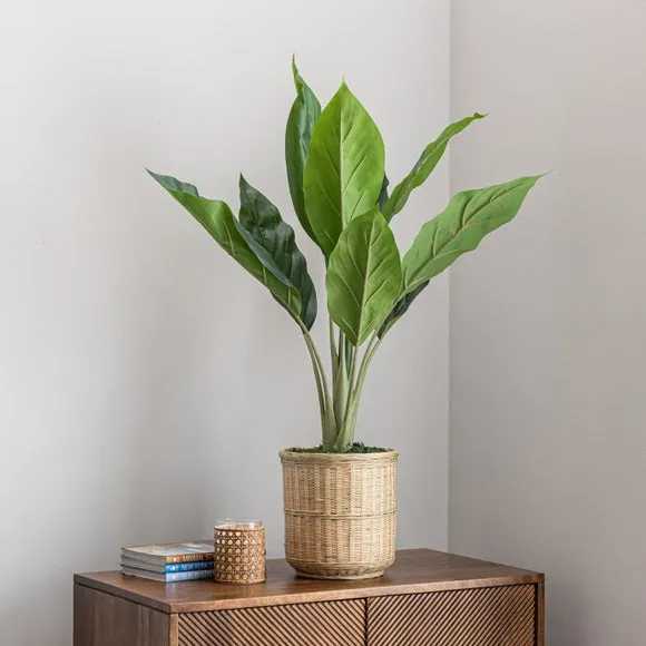Artificial Banana Plant - Natural, Bamboo Pot image