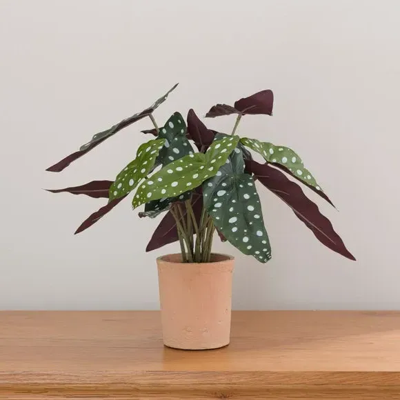 Artificial Begonia Plant - Green, Cement Pot