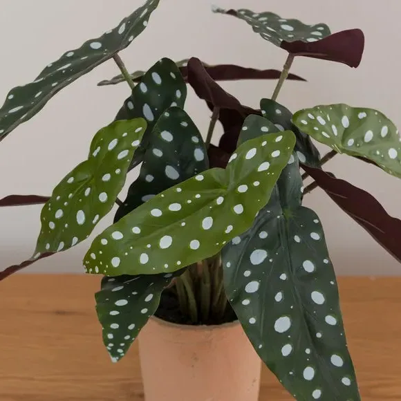 Artificial Begonia Plant - Green, Cement Pot