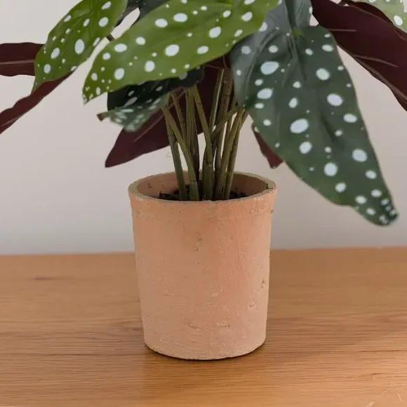 Artificial Begonia Plant - Green, Cement Pot