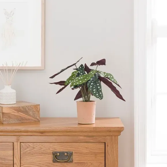 Artificial Begonia Plant - Green, Cement Pot image